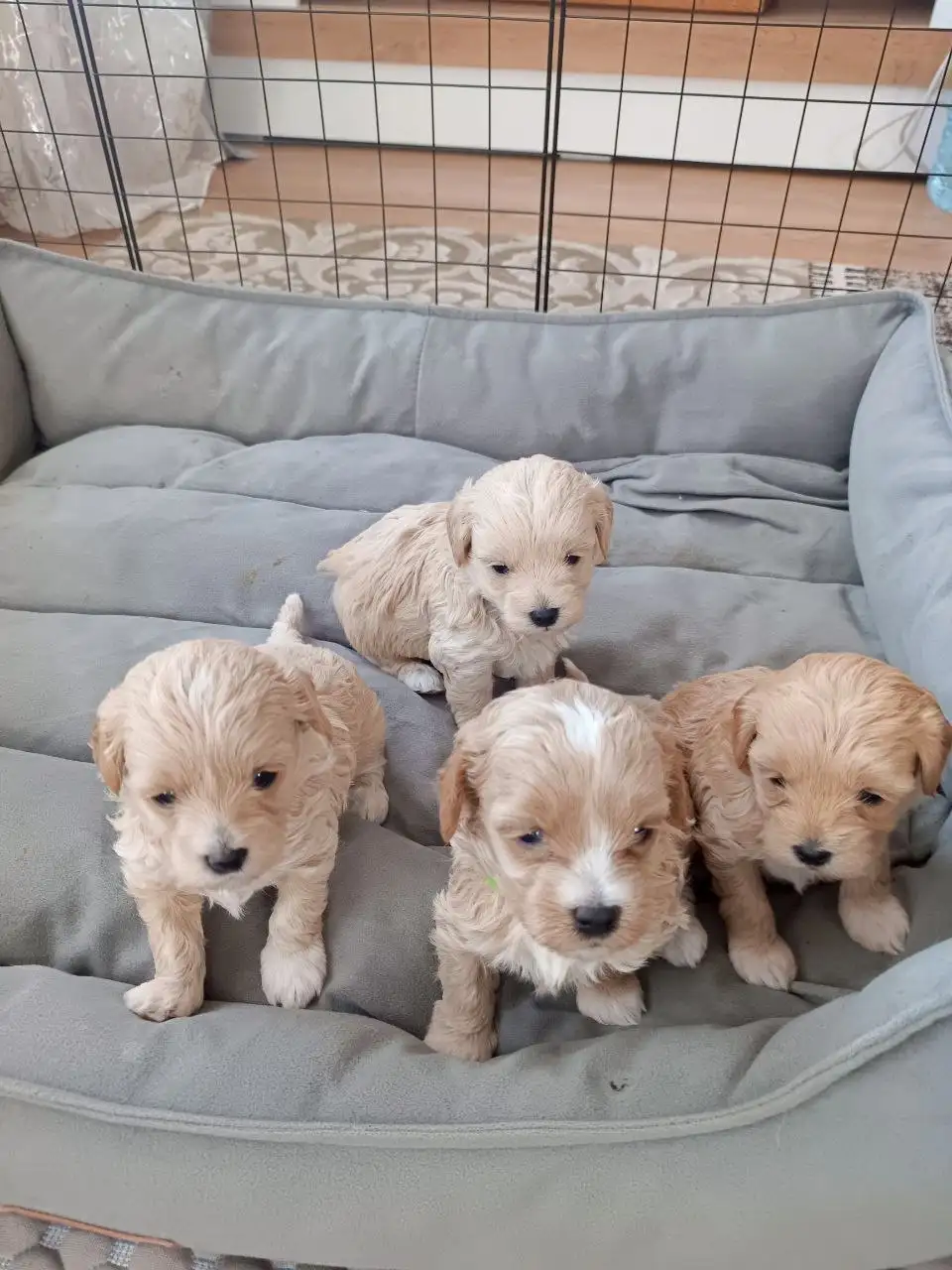 Щенки мальтипу на бронь - Собаки (Животные) в Тюмень