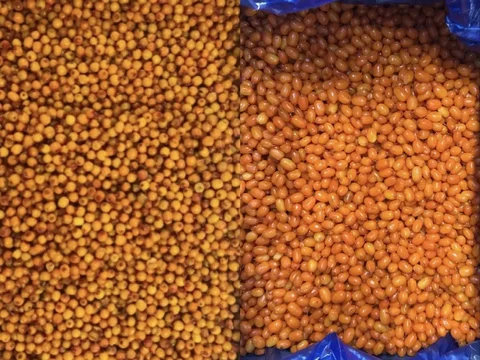 Продажа облепихи садовой и дикой - Товары для животных в Тюмень