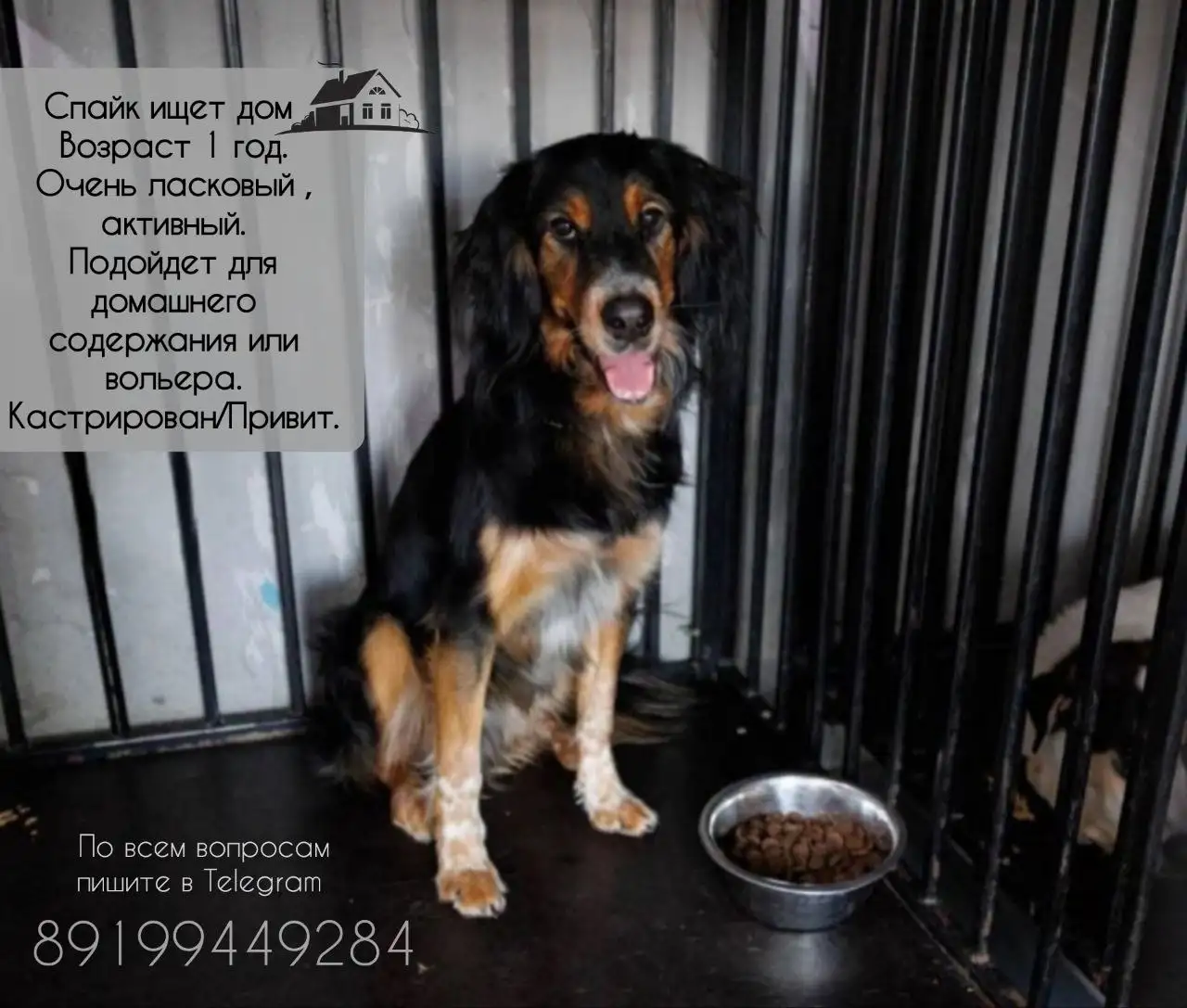 Продам Спайк - Барахолка в Тюмень