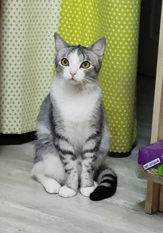 Котик Перчик ищет дом - Кошки в Тюмень