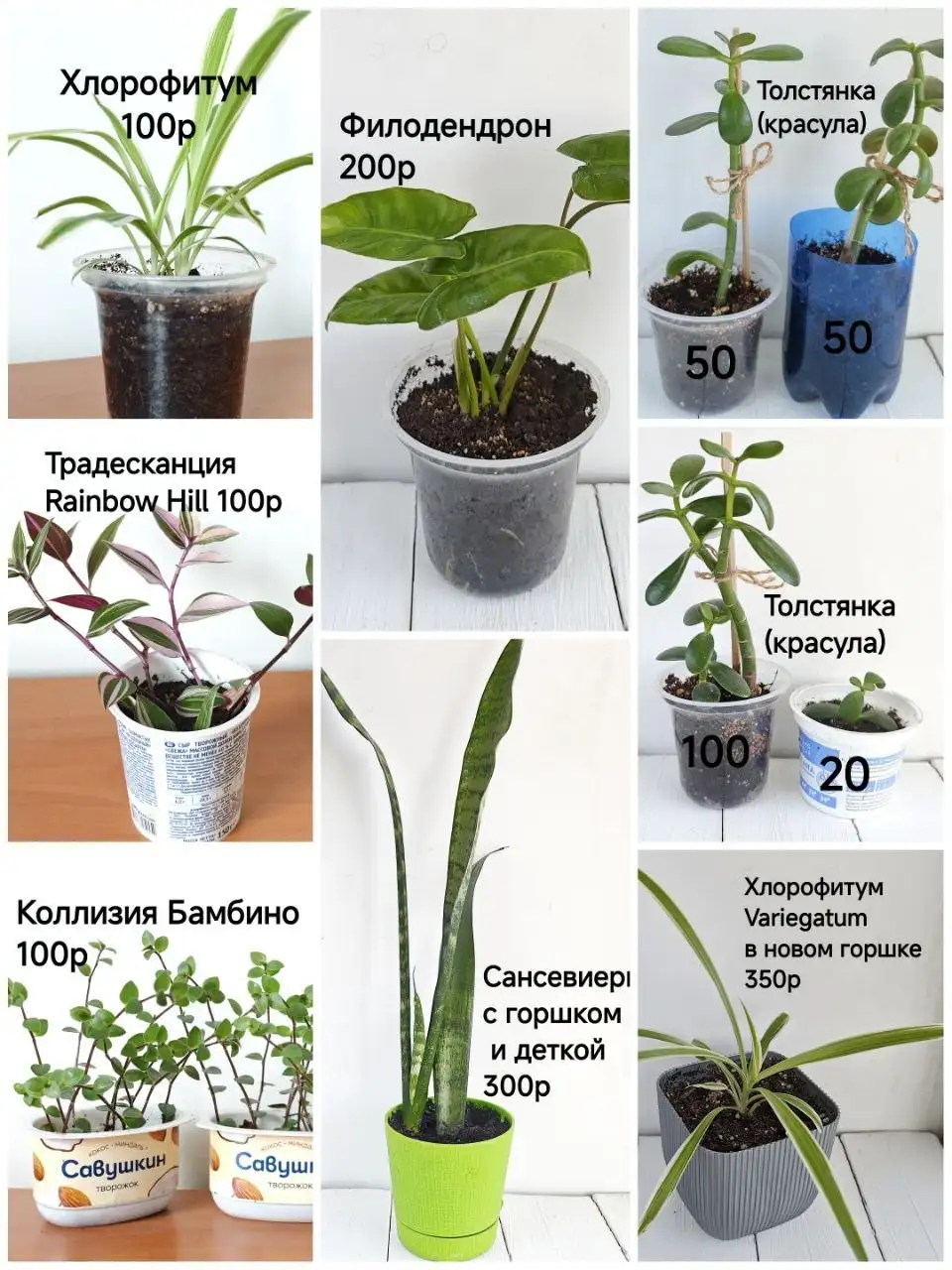 Продажа укоренённых отростков комнатных цветов - Цветущие и декоративные растения (Растения) в Тюмень