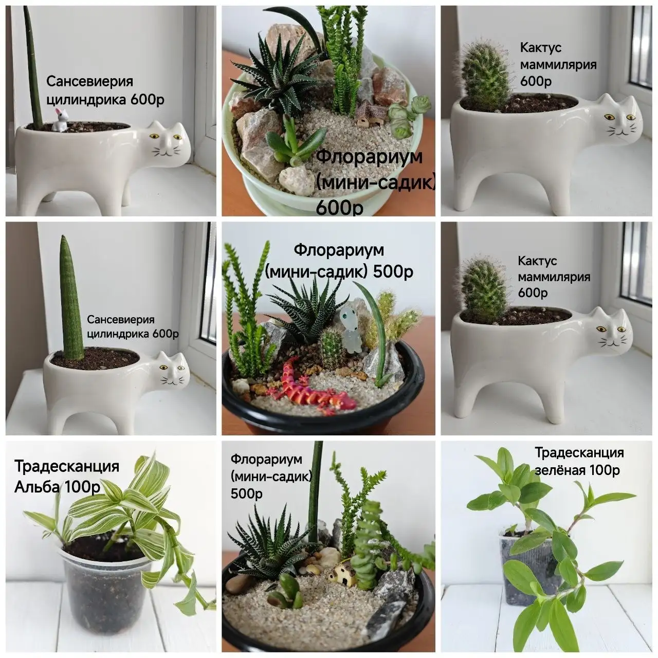 Продажа укоренённых отростков комнатных цветов - Цветущие и декоративные растения (Растения) в Тюмень