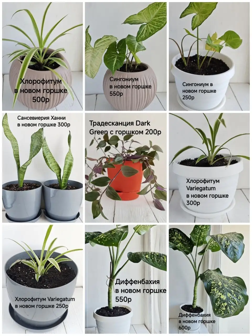 Продажа укоренённых отростков комнатных цветов - Цветущие и декоративные растения (Растения) в Тюмень