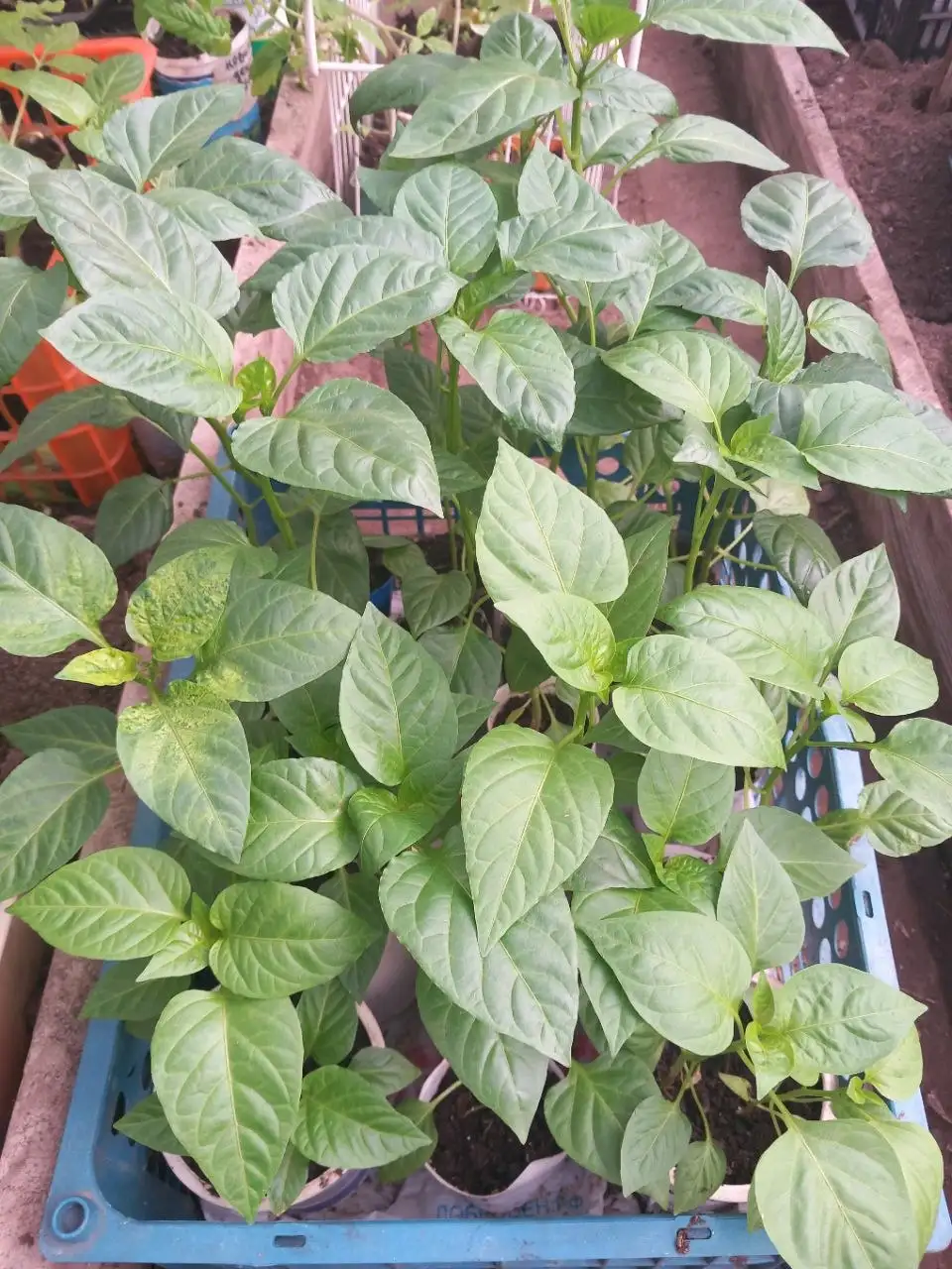 Продам рассаду: перцы, кабачки, тыквы, огурцы - Растения (Хобби и отдых) в Тюмень