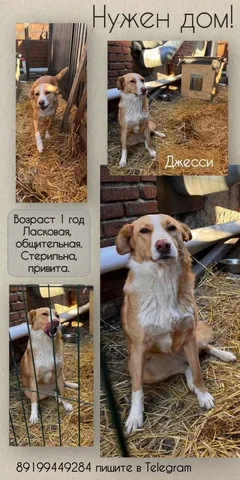 Джесси - Ковры в Тюмень