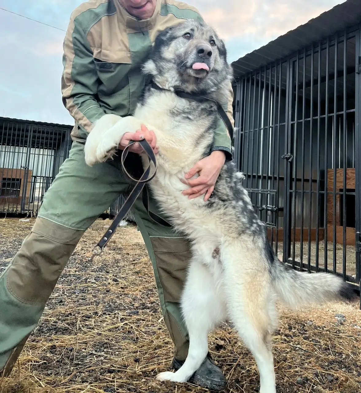 Красивый пес ищет дом - Хобби и отдых в Тюмень