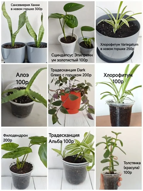 Продажа укоренённых отростков комнатных цветов - Растения в Тюмень