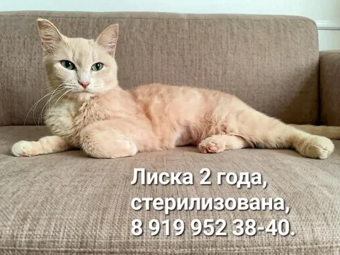 Лиска ищет дом - Животные в Тюмень