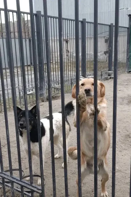 Отдам в добрые руки Гошу - Вейп в Тюмень