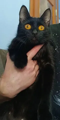 Кошка Агата ищет дом - Кошки в Тюмень