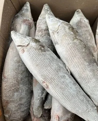 МУКСУН свежемороженый - Продукты в Тюмень