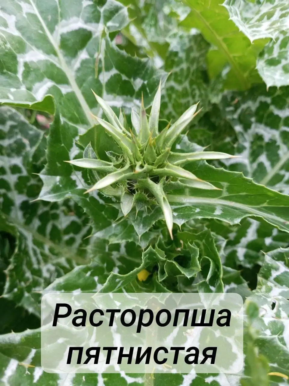Масло расторопши из свежих семян - Красота и здоровье в Нижний Новгород