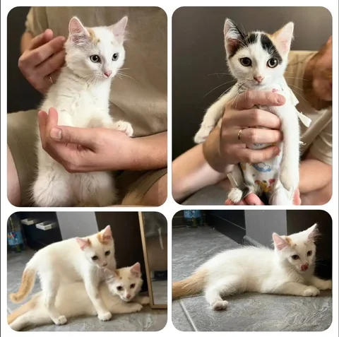 Котята трехцветки ищут дом - частное объявление в Тюмень