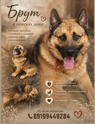 Брут ищет дом - Кошки в Тюмень