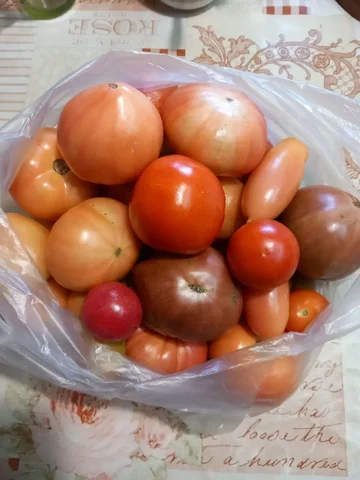 Продам помидоры - Кальяны и табак в Тюмень
