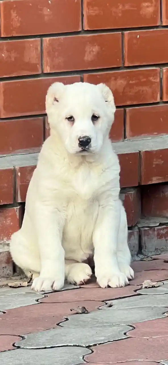 Продаются щенки среднеазиатской овчарки