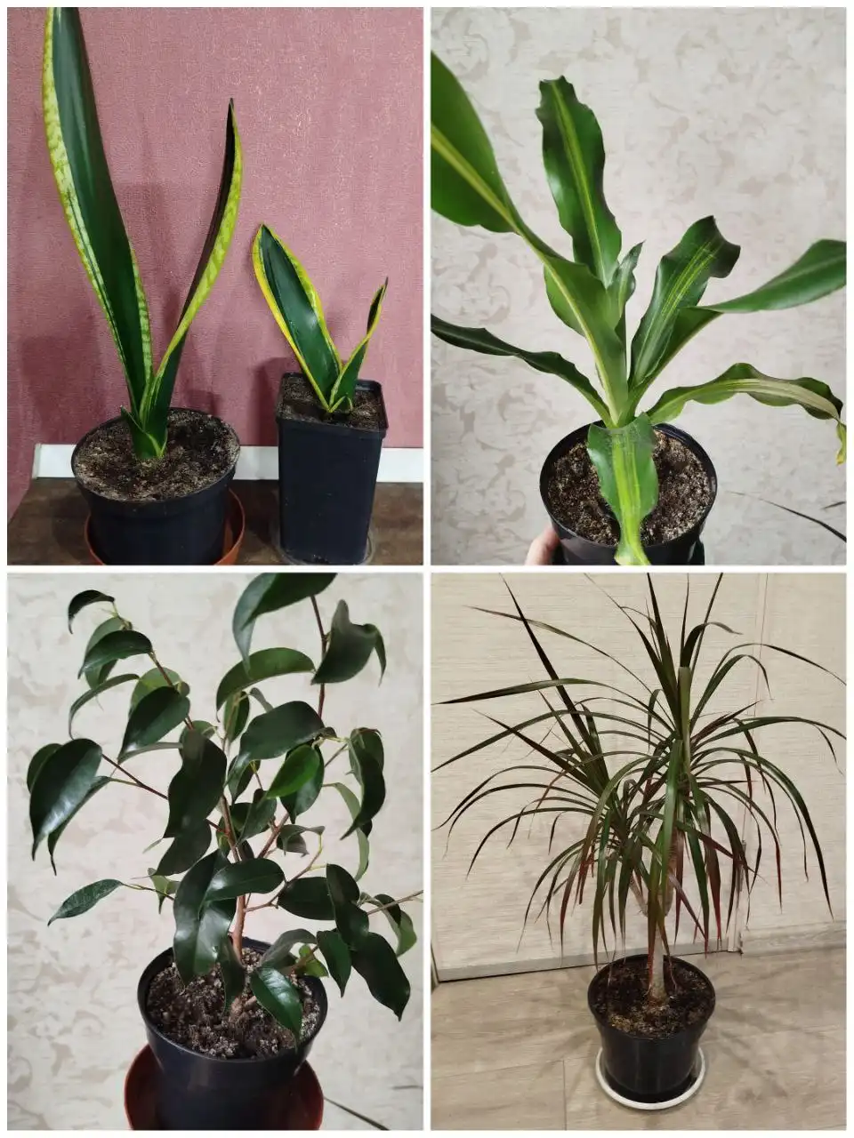 Продажа комнатных растений