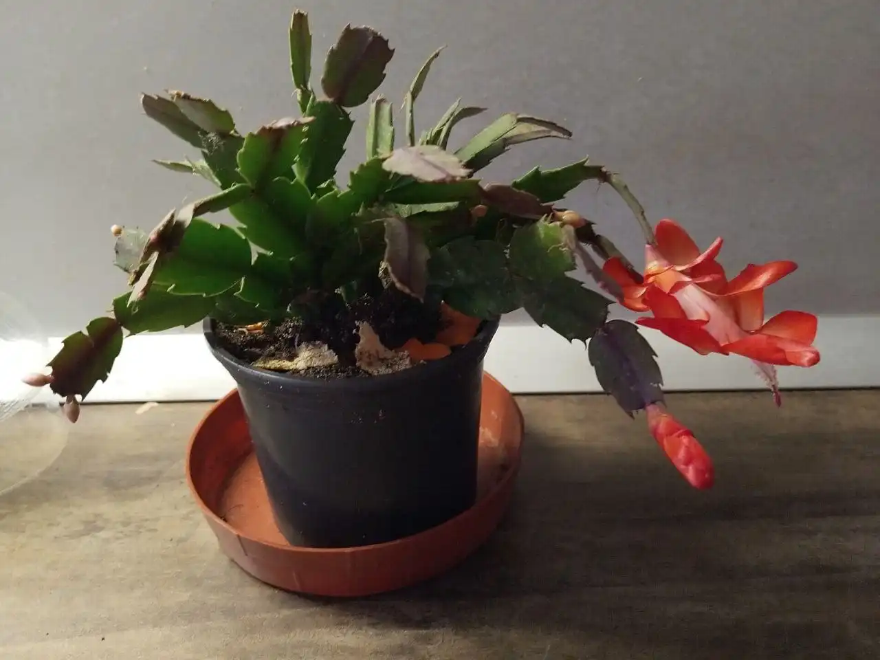 Продажа цветов в Ульяновске