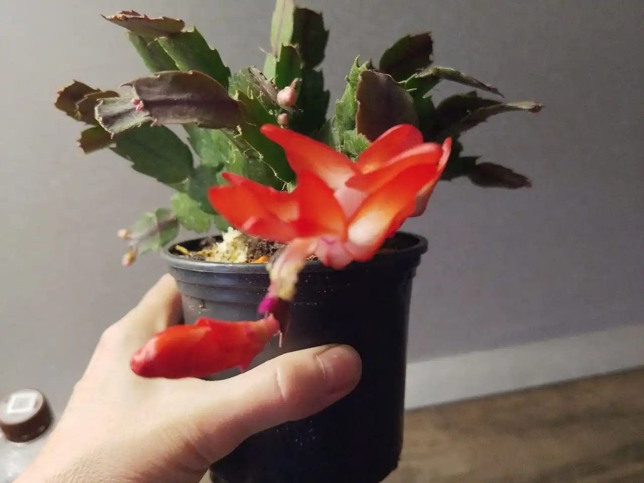 Продажа цветов в Ульяновске