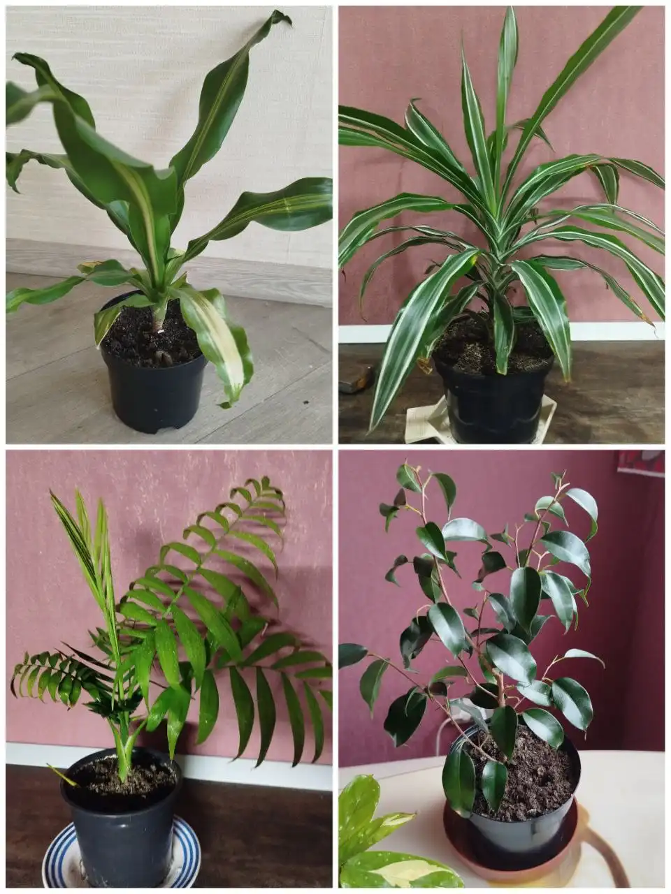 Комнатные цветы в горшках