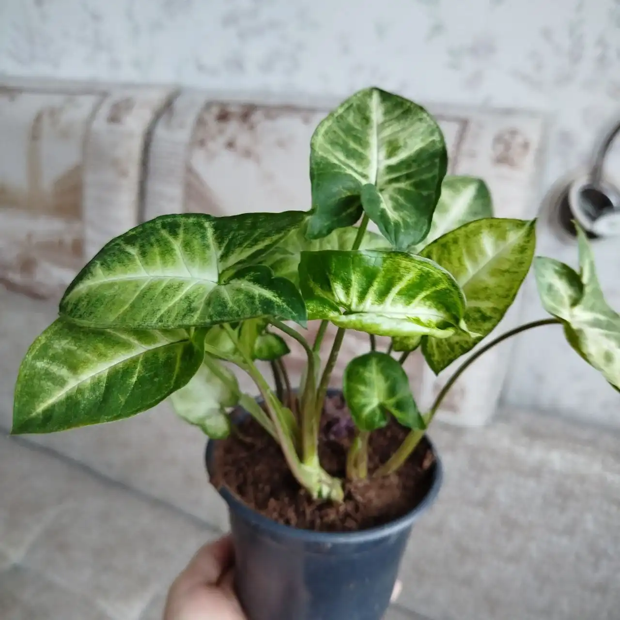 Сингониум кустовой в горшке