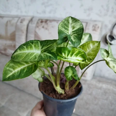 Сингониум кустовой в горшке - Барахолка в Ульяновск