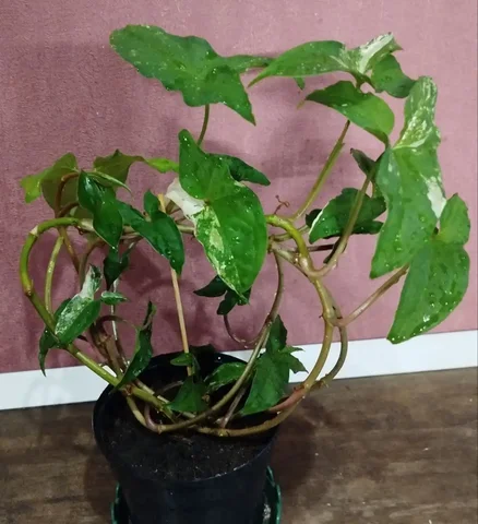 Сингониум Империал Вайт в горшке - Разное в Ульяновск