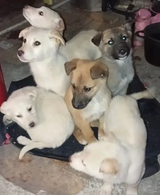 Помощь в пристройстве шести щенков из села Луговое - частное объявление в Ульяновск