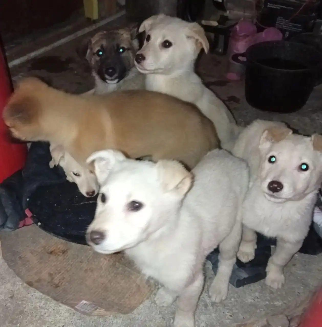 Помощь в пристройстве шести щенков из села Луговое - Собаки (Животные) в Ульяновск