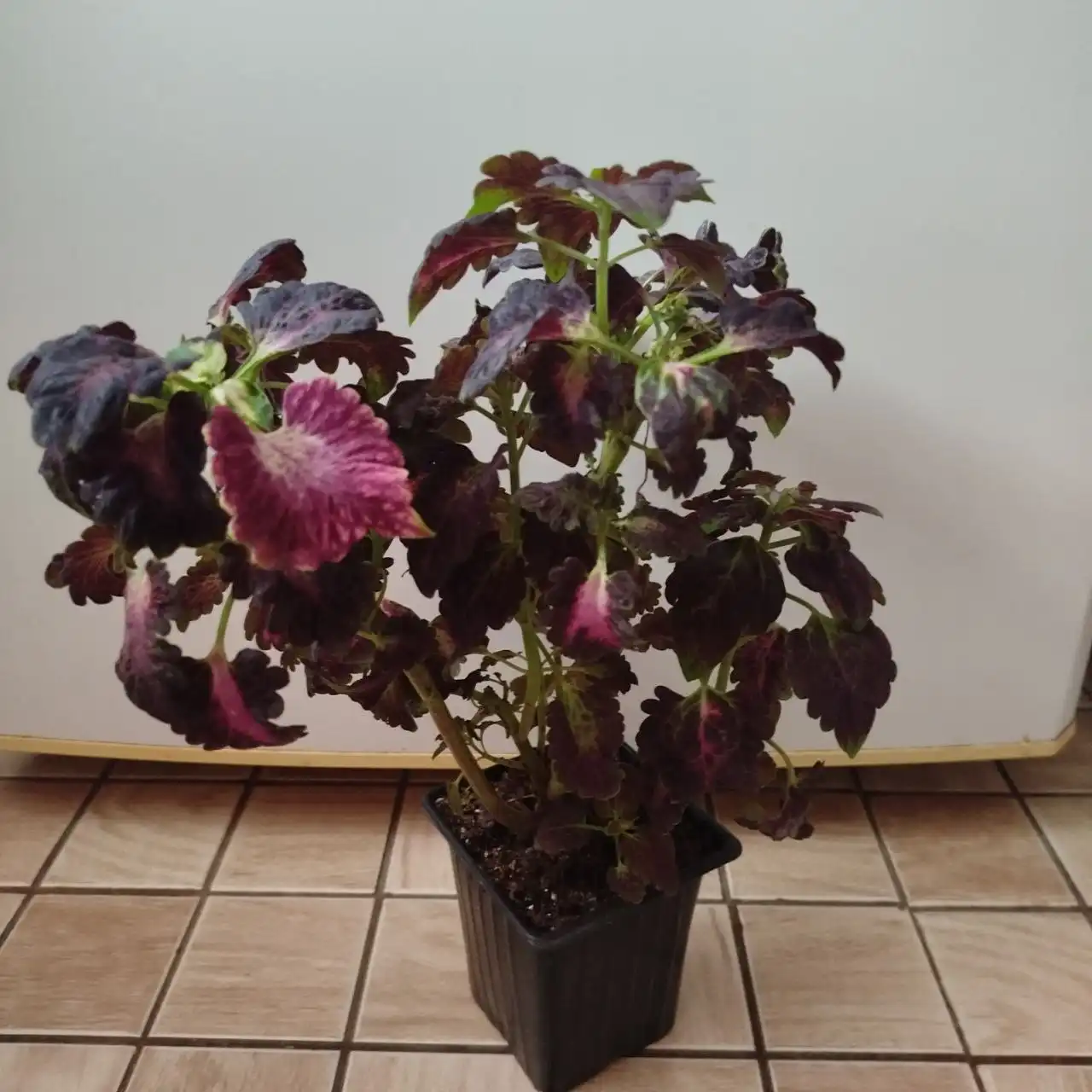 Продажа колеуса в горшке - Растения (Барахолка) в Ульяновск