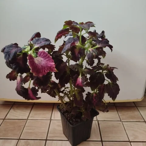 Продажа колеуса в горшке - Прокат в Ульяновск