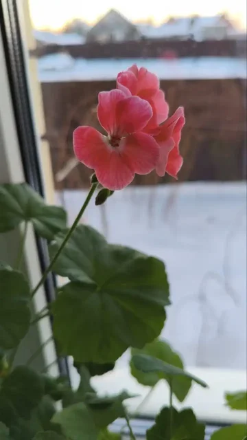 Продам взрослый куст пеларгонии в горшке - Мототехника в Ульяновск