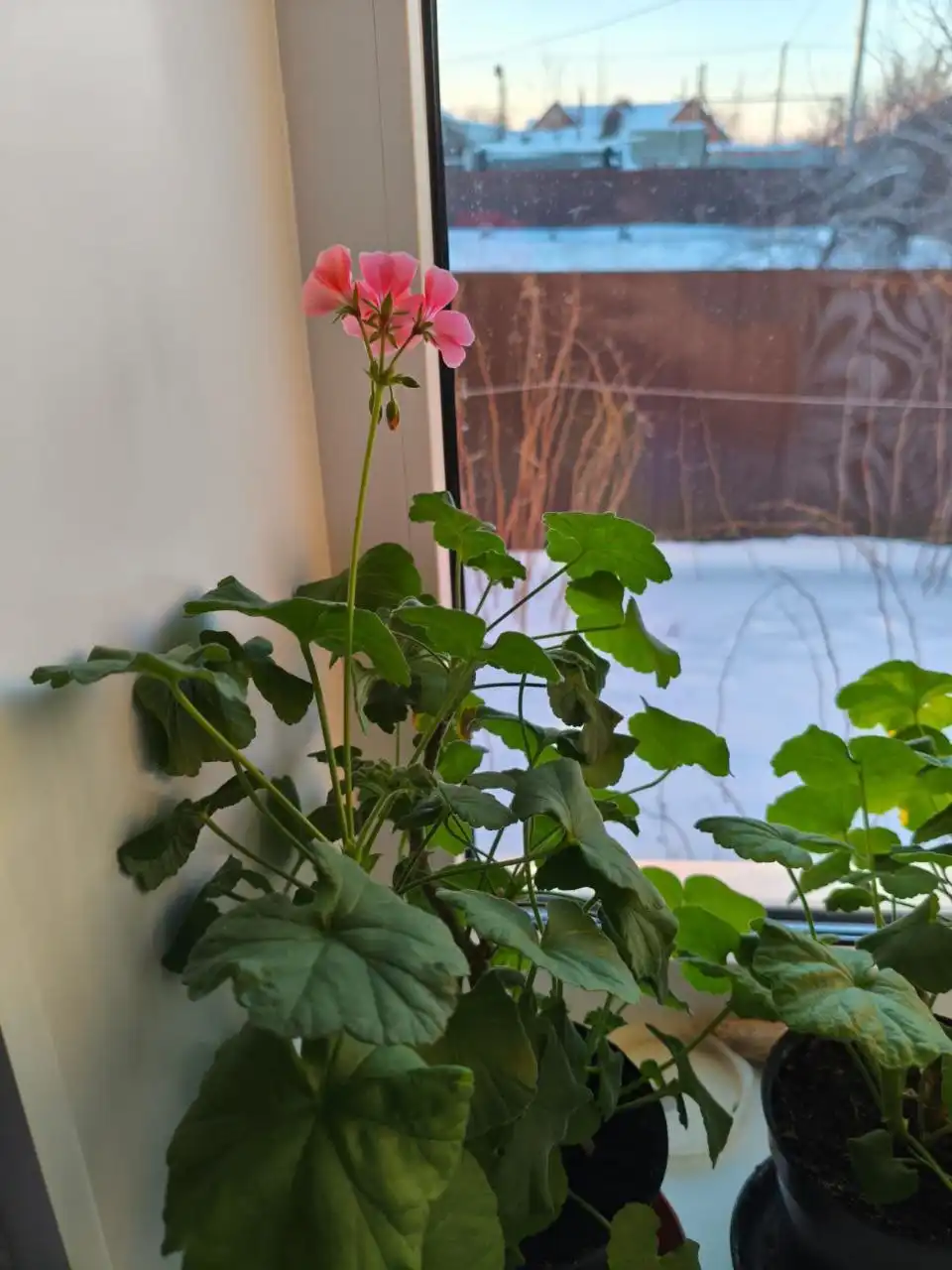 Продам взрослый куст пеларгонии в горшке - Растения (Хобби и отдых) в Ульяновск