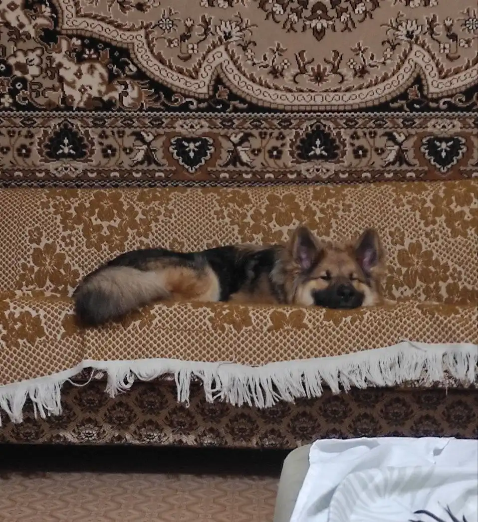 Мори ищет семью - Собаки (Животные) в Ульяновск