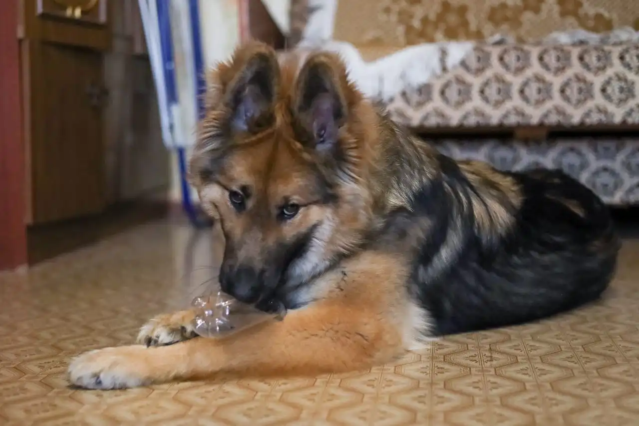 Мори ищет семью - Собаки (Животные) в Ульяновск