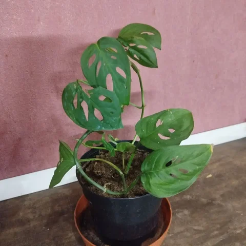 Монстера в литровом горшке - Электронные сигареты в Ульяновск