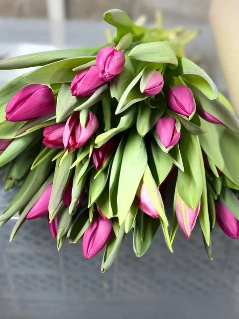 Срезка тюльпанов в Ульяновске с доставкой - Цветы в Ульяновск