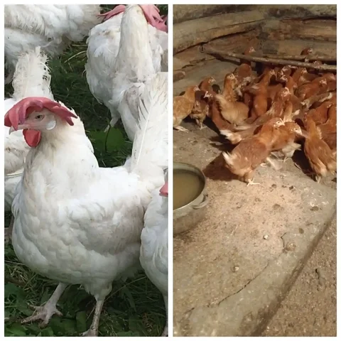 Продажа кур-несушек в Ульяновске - Животные в Ульяновск