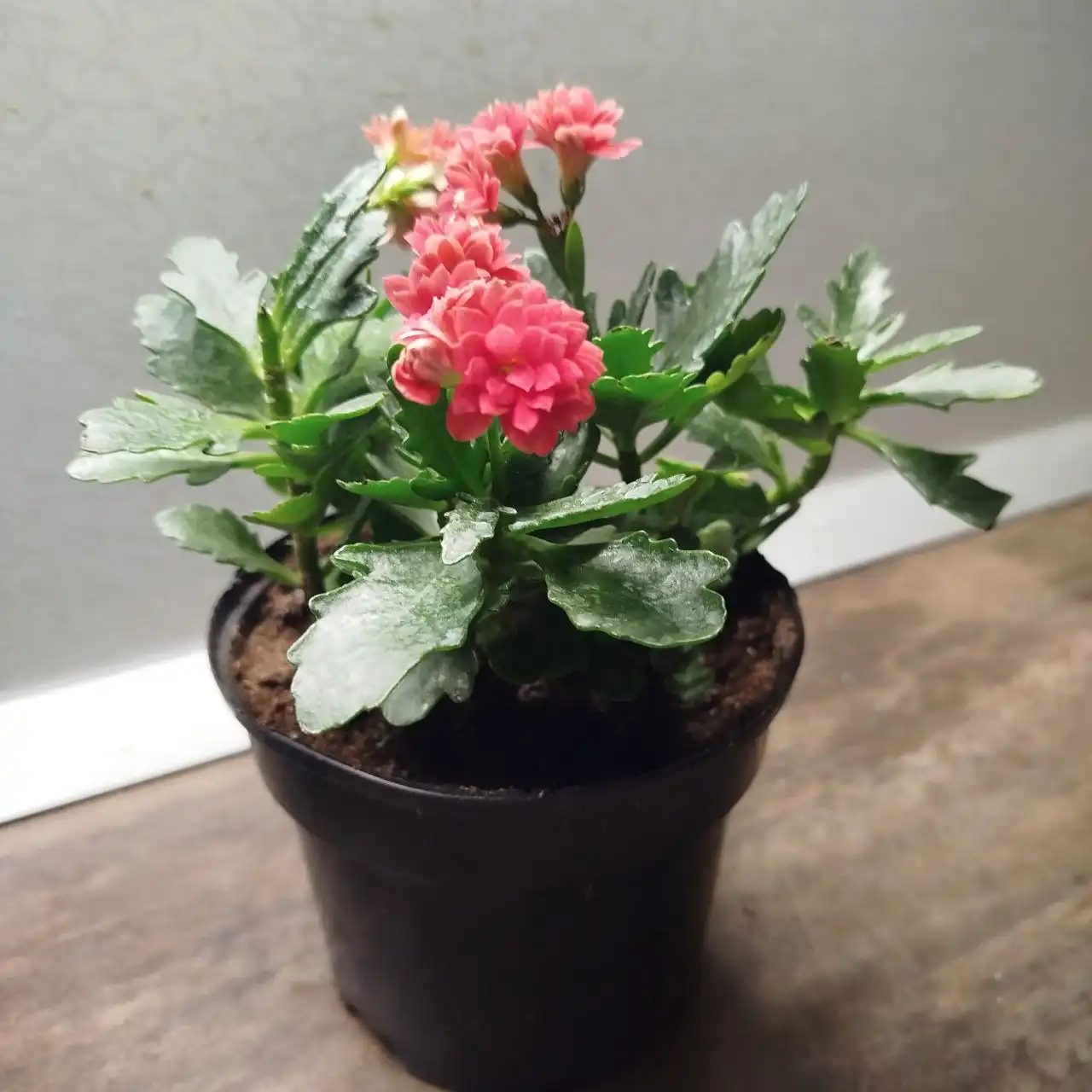 Продажа каланхоэ и других цветов - Барахолка в Ульяновск