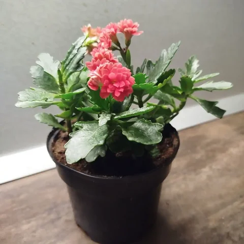 Продажа каланхоэ и других цветов - Ювелирные изделия в Ульяновск