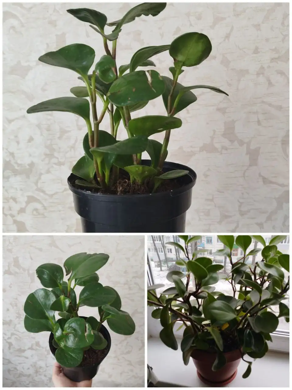 Продается пеперомия в горшке - Комнатные растения (Хобби и отдых) в Ульяновск