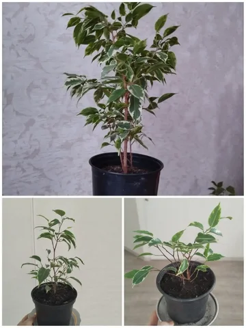 Фикусы в горшках - Хобби и отдых в Ульяновск