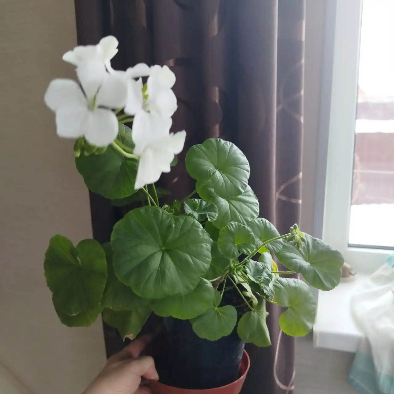 Продажа белой пеларгонии в горшке - Растения (Барахолка) в Ульяновск