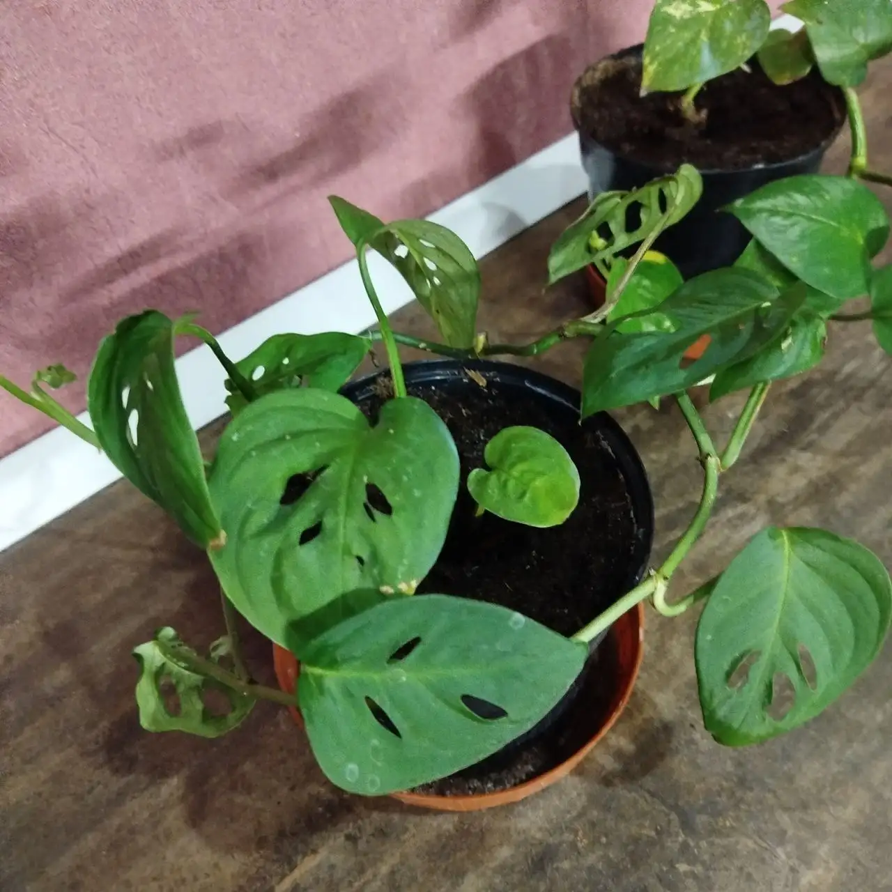 Продажа монстеры в горшке - Растения (Барахолка) в Ульяновск