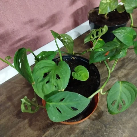 Продажа монстеры в горшке - Трикотаж в Ульяновск