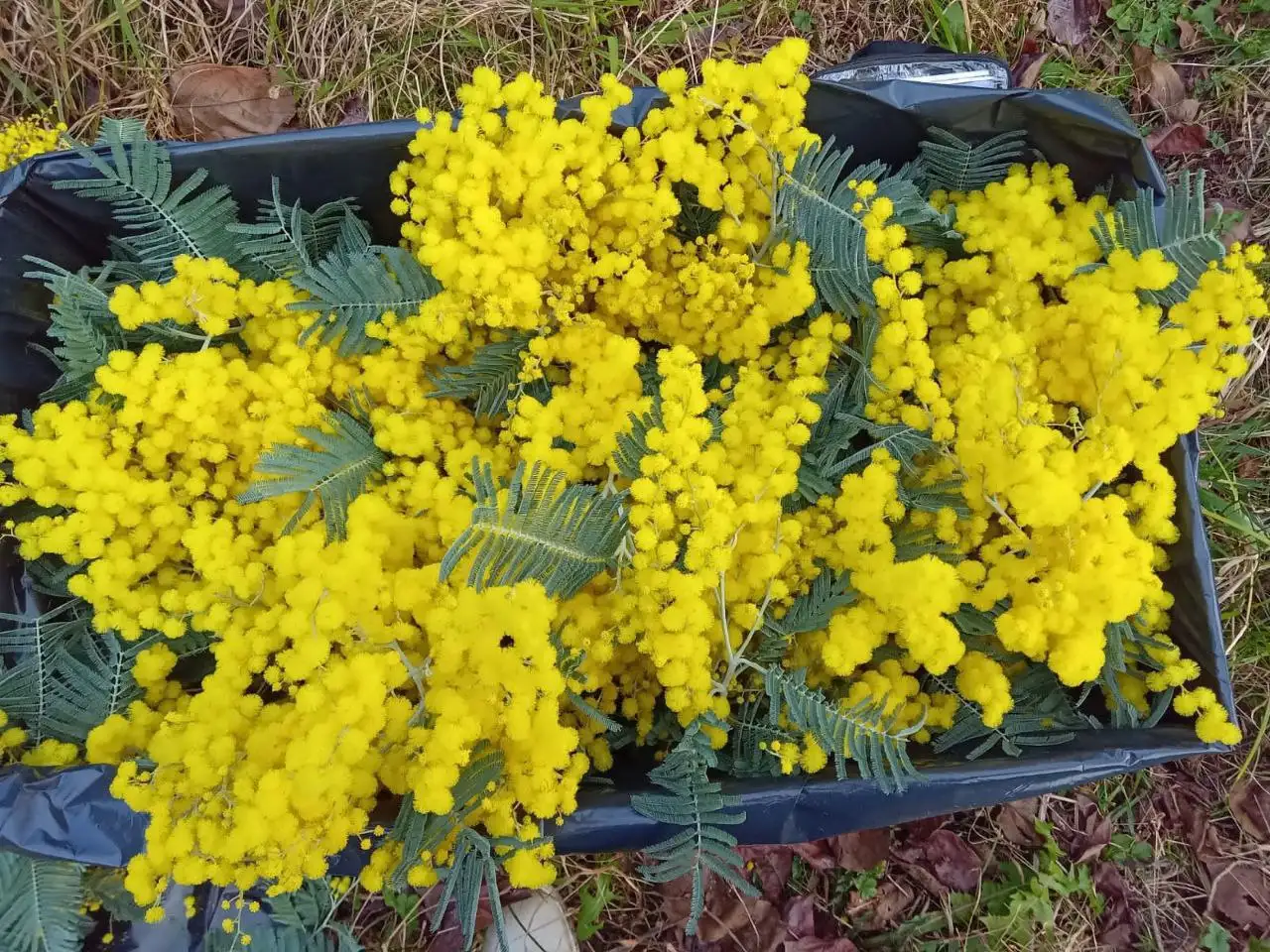 Мимоза в наличии со склада в Ульяновске - Цветы (Барахолка) в Ульяновск