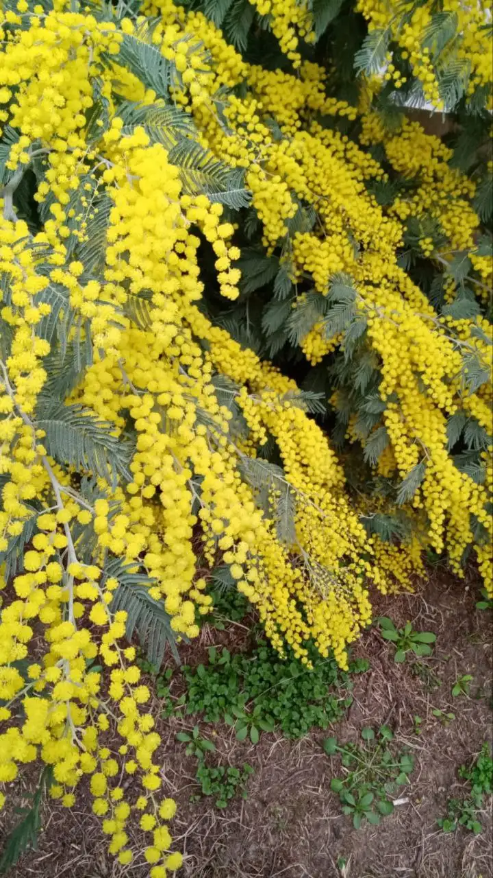 Мимоза в наличии со склада в Ульяновске - Цветы (Барахолка) в Ульяновск