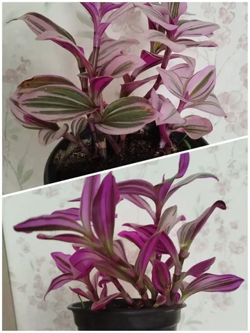 Традесканция в литровом горшке - Садоводство в Ульяновск