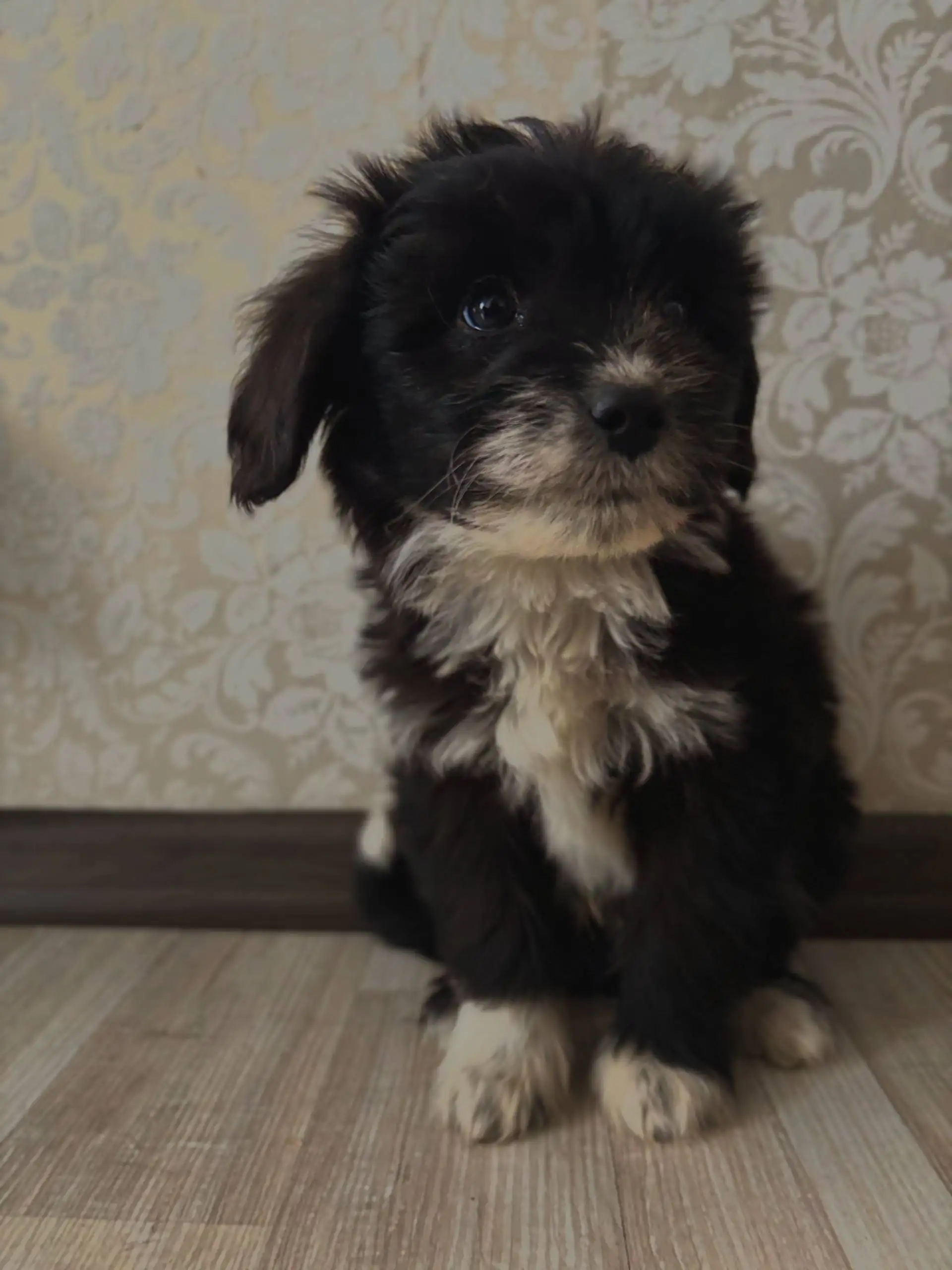 Дизайнерские щенки Помапу (померанский шпиц + той пудель) - Собаки (Животные) в Ульяновск