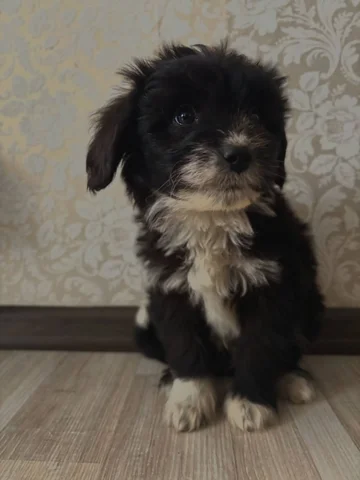 Дизайнерские щенки Помапу (померанский шпиц + той пудель) - Собаки в Ульяновск